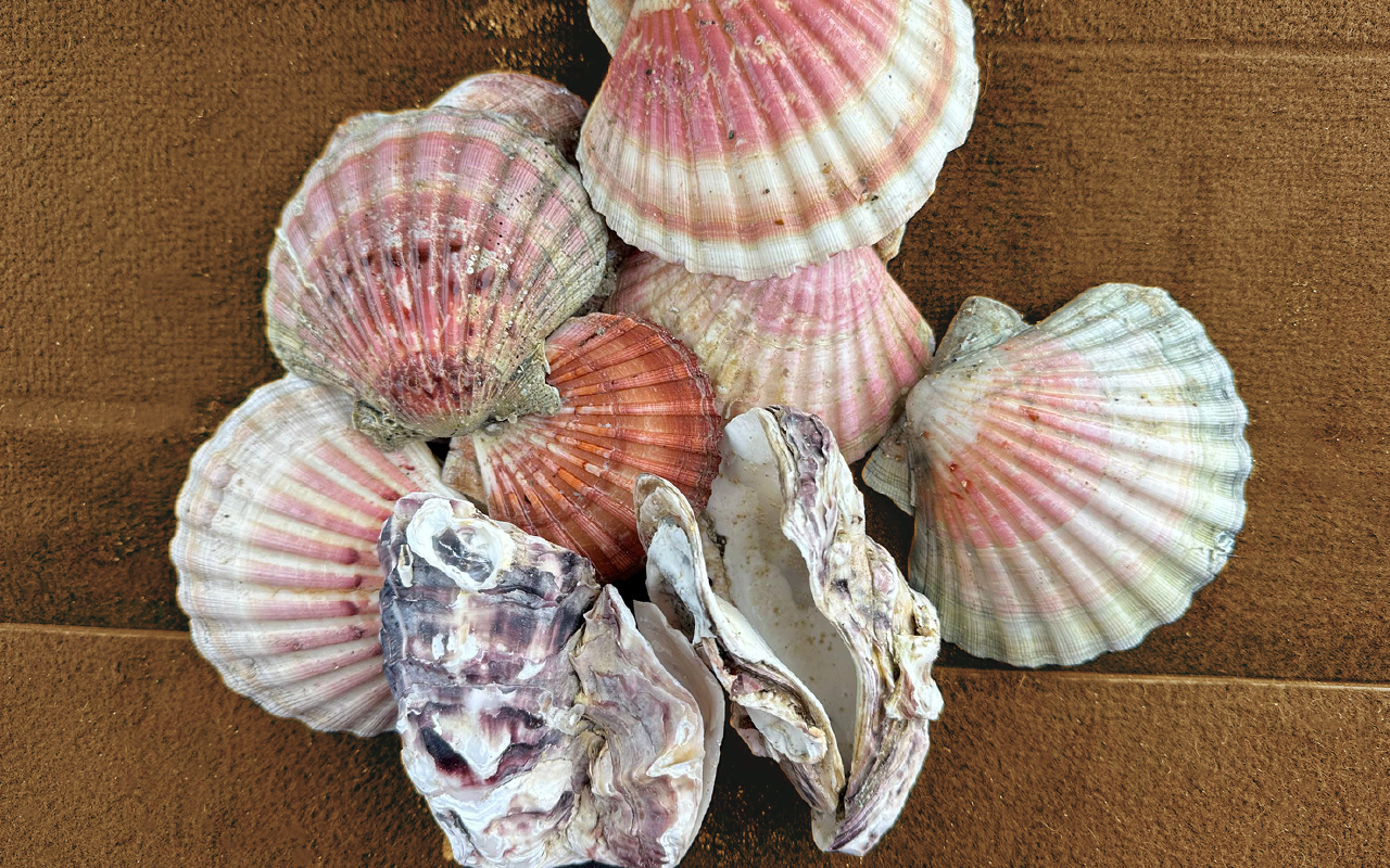 Over mij Schelpe op hoopje